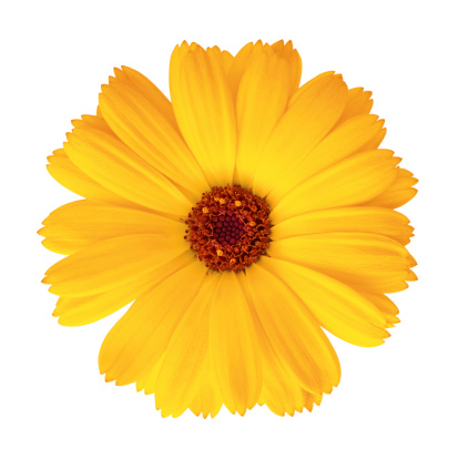 Pot Marigold (Calendula Officinalis) on white background. Clipping path included.Calendula pictures: