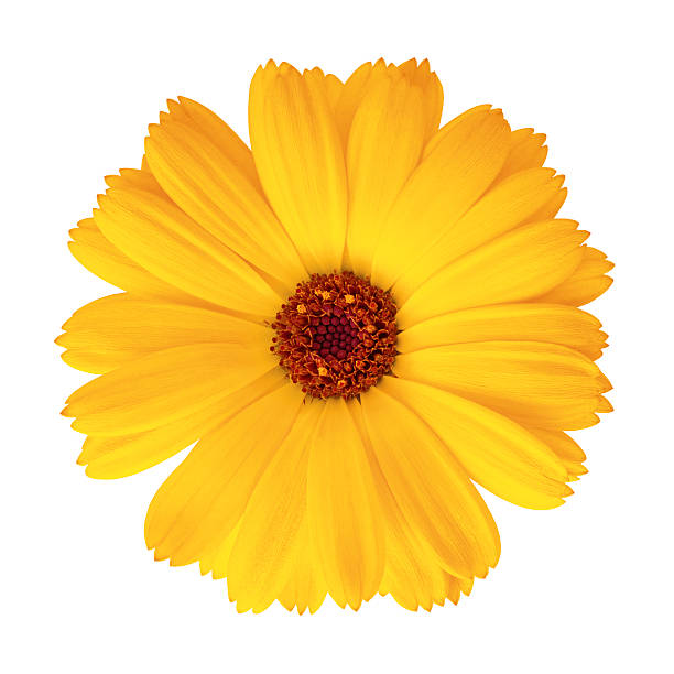 Pot Marigold - Calendula officinalis Pot Marigold (Calendula Officinalis) on white background. Clipping path included.Calendula pictures: marigold stock pictures, royalty-free photos & images