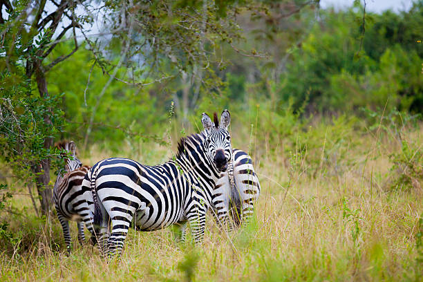 istock Zebra at Lake Mburo National Park 185118841