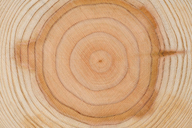 istock Close-up of tree rings texture background 185118848
