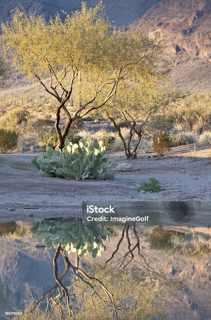 Reflexo do deserto - Foto de stock de Algarobeira royalty-free