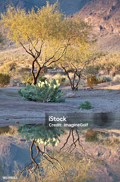 Foto de Reflexo Do Deserto e mais fotos de stock de Algarobeira - Algarobeira, Apache Trail, Arizona