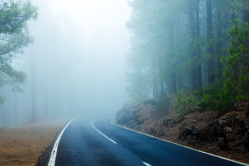 Road passing trough the fog in the rainforest of Tenerife