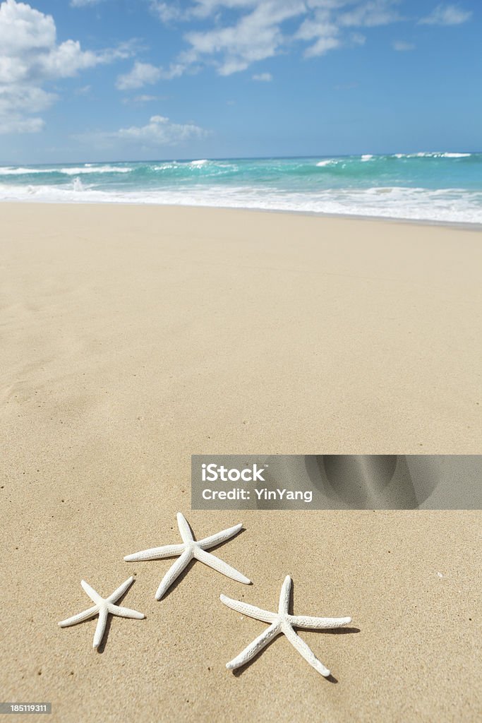 Étoile de mer sur la plage de Kauai à Hawaï, Vt - Photo de Coquille et coquillage libre de droits