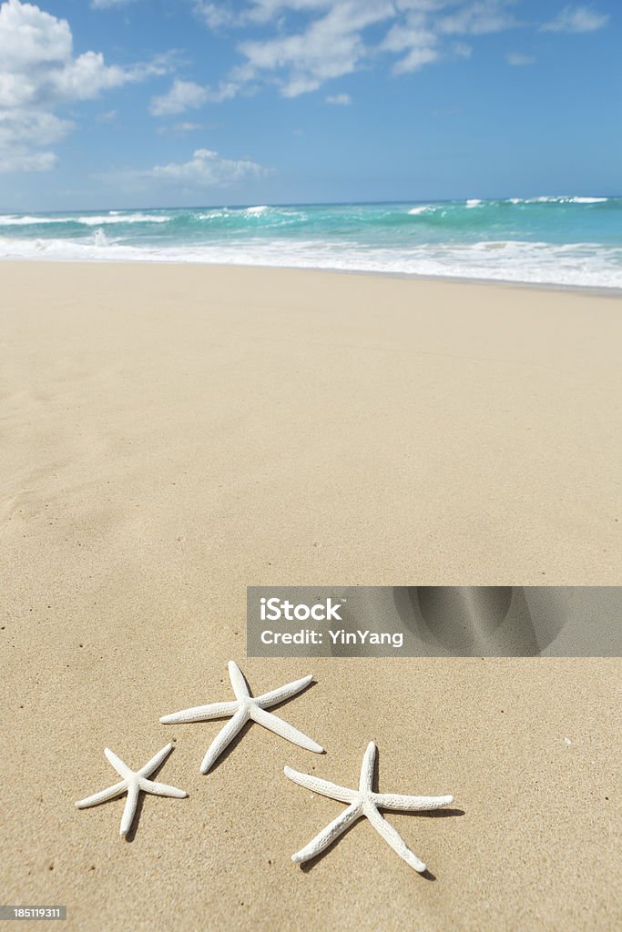 Estrela-do-mar na praia de Kauai Havai Vt - Royalty-free Animal Foto de stock