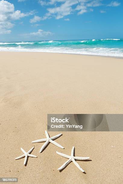 Морская Звезда На Пляже Кауаи Гавайи Vt — стоковые фотографии и другие картинки Polihale Beach - Polihale Beach, Polihale State Park, Без людей