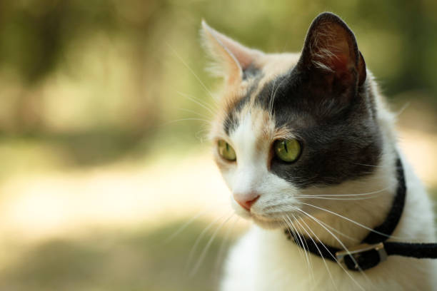 istock A brown and white calico cat sitting outside 185119339
