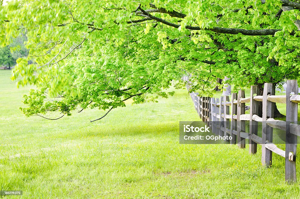 Parete e alberi di acero di primavera - Foto stock royalty-free di Acero