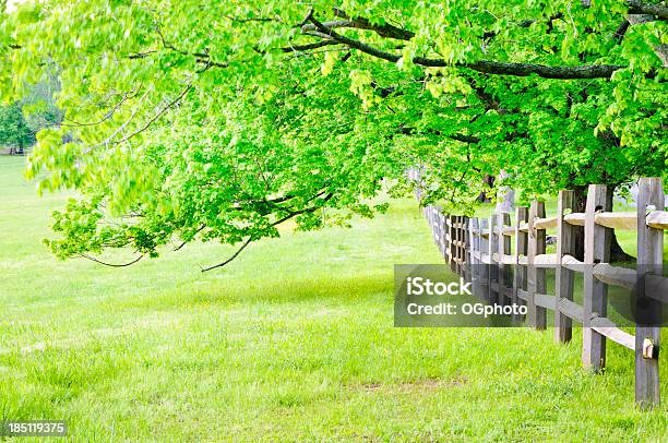Забор И Кленовые Деревья Весной — стоковые фотографии и другие картинки Без людей - Без людей, Весна, Выветрившийся