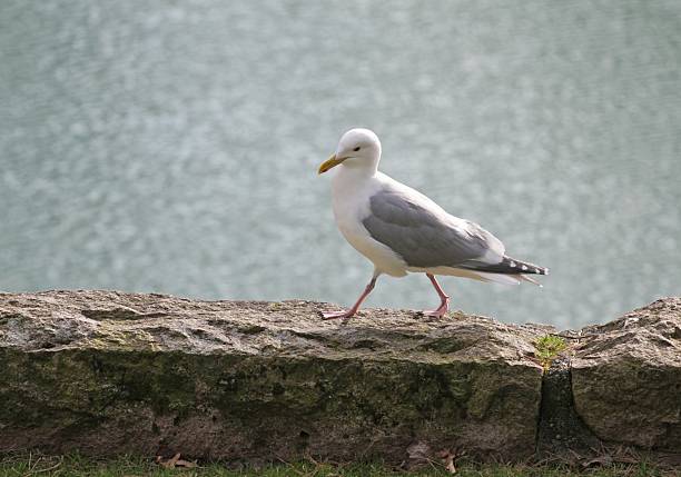 istock Walking Seagull in Vancouver, British Columbia, Canada, Winter Day 185119395