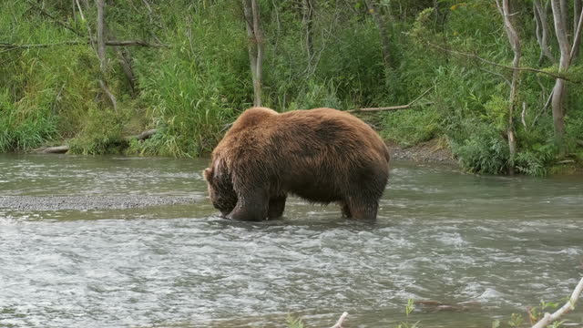 Big brown bear catch salmon
