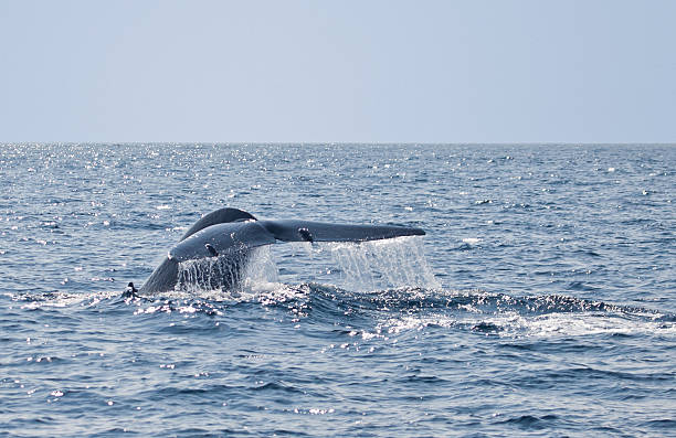istock Blue Whale fluke with Remoras; Sri Lanka 185119428