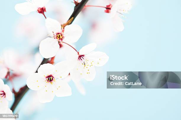 美しい桜の - アウトフォーカスのストックフォトや画像を多数ご用意 - アウトフォーカス, サトザクラ, シンプル