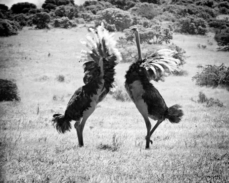2 female Ostriches fighting.