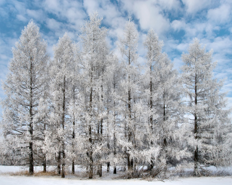 Winter landscape.  Tamarack trees with hoarfrost.