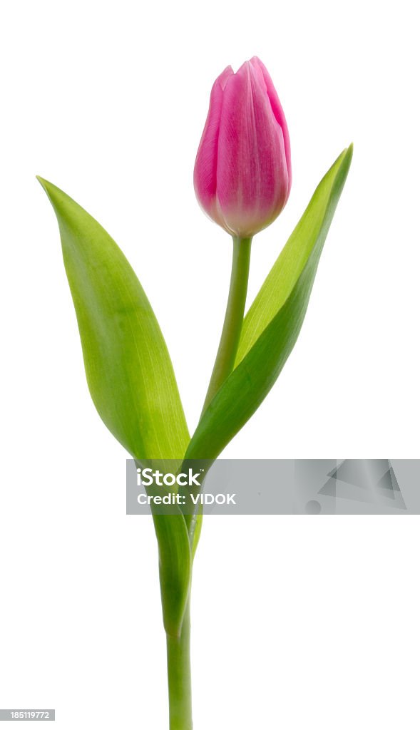 Tulipe. - Photo de Tulipe libre de droits