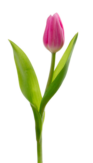 Closeup of red tulip petal with droplets of water