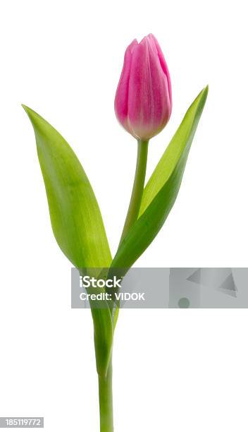 Tulipa - Fotografias de stock e mais imagens de Tulipa - Tulipa, Folha, Fundo Branco