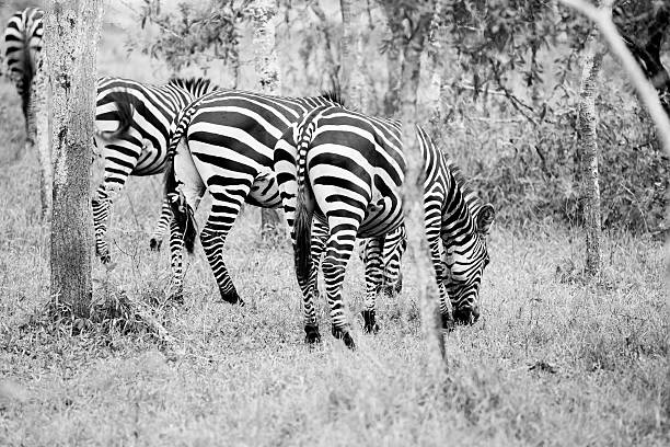 istock Zebra at Lake Mburo National Park - rear view 185119928