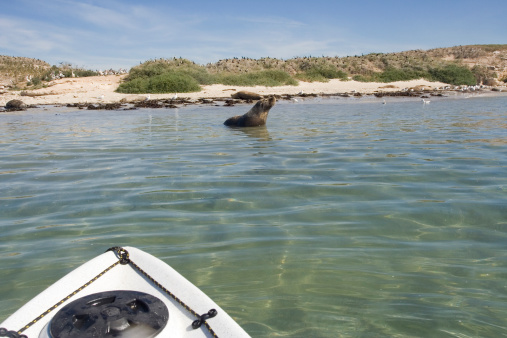 A person on a Kayak observing a seal.