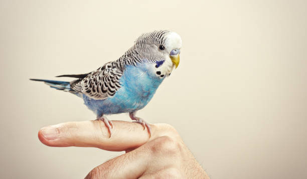 Blue and white budgie Budgie on a hand parakeet stock pictures, royalty-free photos & images