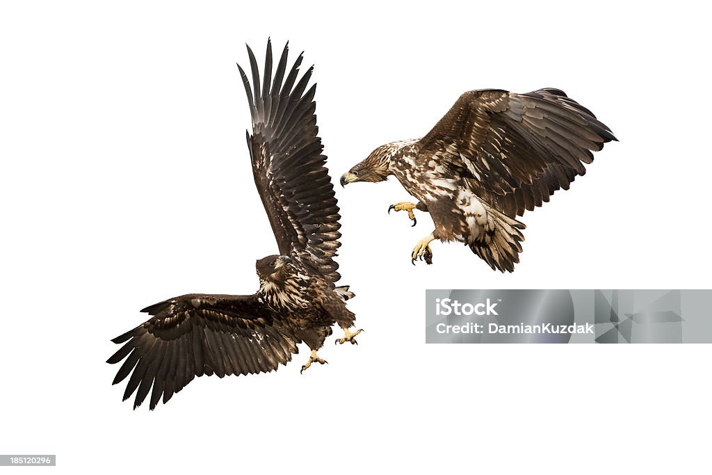 White-tailed Eagle "White-tailed Eagle (Haliaeetus albicilla) ,isolated on white" Animal Stock Photo