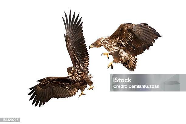 Whitetailed Eagle Stock Photo - Download Image Now - Animal, Animal Wildlife, Bird