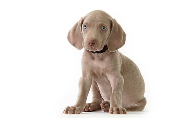 Isolated picture of a weimaraner puppy Weimaraner puppy isolated on white weimaraner dog animal domestic animals stock pictures, royalty-free photos & images