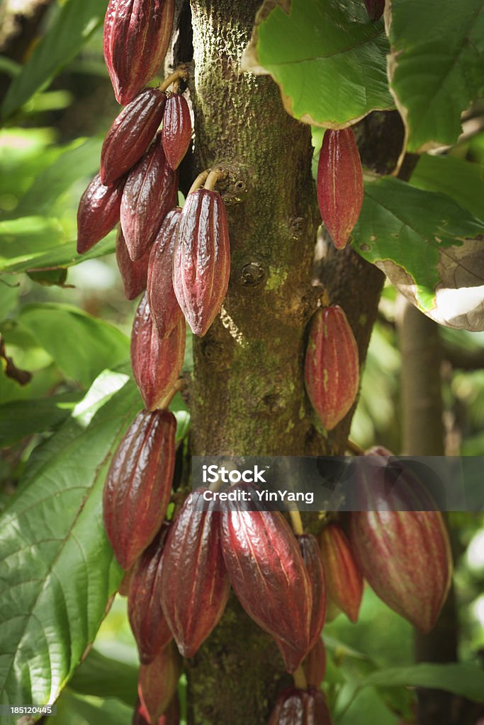 Fève de cacao dans des fruits sur l'arbre cacao ferme à Kauai - Photo de Cacaoyer libre de droits