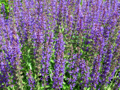 Purple flowers of hyssop (hyssopus officinalis)