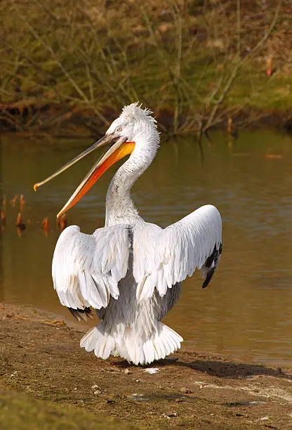 Photo of Dalmatian Pelican with open beak.