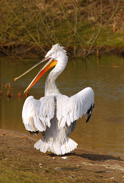 далматинский пеликан с открытой клювом. - pelican beak open bird стоковые фото и изображения