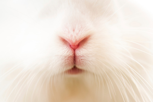 Close-up of white rabbit nose