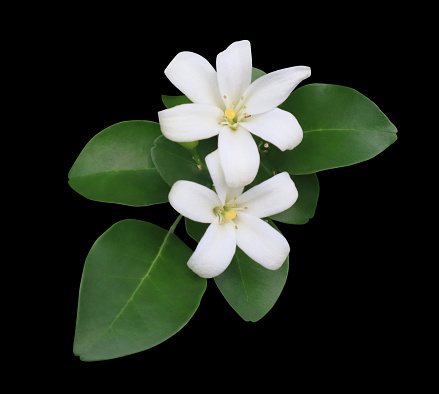 Murraya paniculata or Orange Jasmine flower. Close up white flower bouquet on green leaves isolated on black background.
