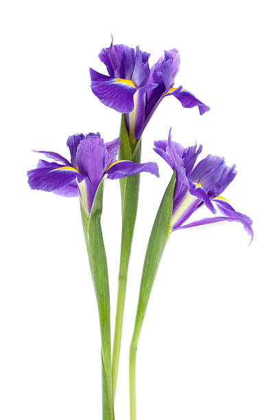 Iris de flores - foto de acervo