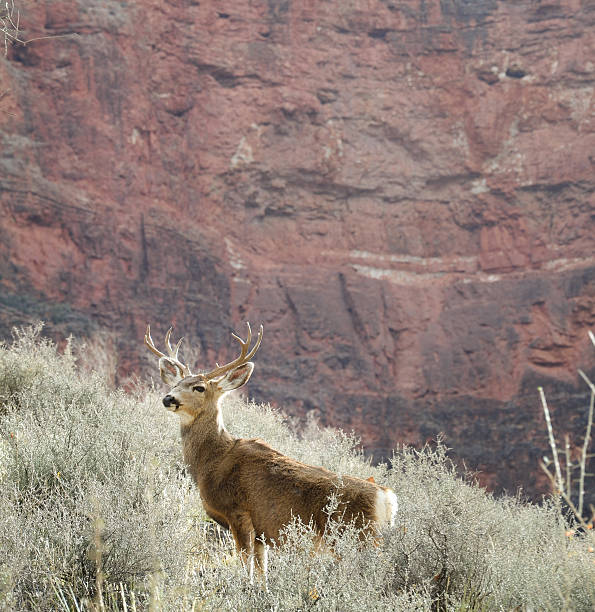 A stag mule deer with the red walls of the Grand Canyon behind him.