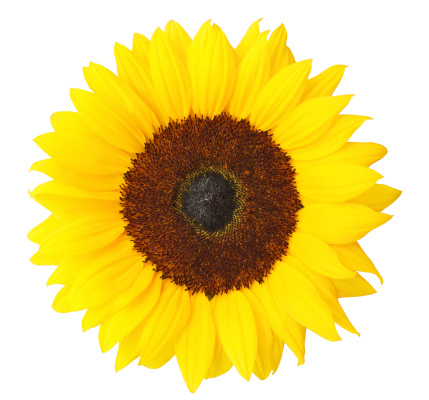 Sunflower isolated on white background. With clipping path.   