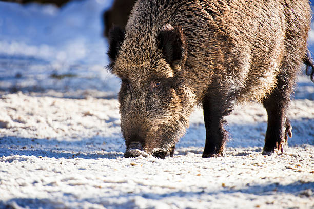 Boar Photo 1,600+ Wild Boar Snow Stock Photos, Pictures & Royalty-Free Images - iStock