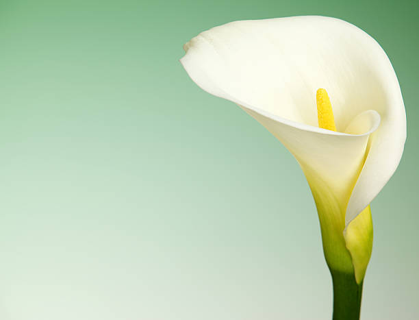 istock Calla Lily Flower with Green Background and Copy Space 185121790