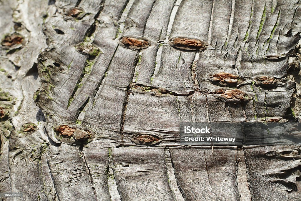 Cherry tree bark textured grey background This is a typical bark texture from a cherry tree trunk. It is taking at the juncture where a branch divides off at the top of the trunk, which explains the folded appearance. Useful grey background for text about tree trunks and their bark. Abstract Stock Photo