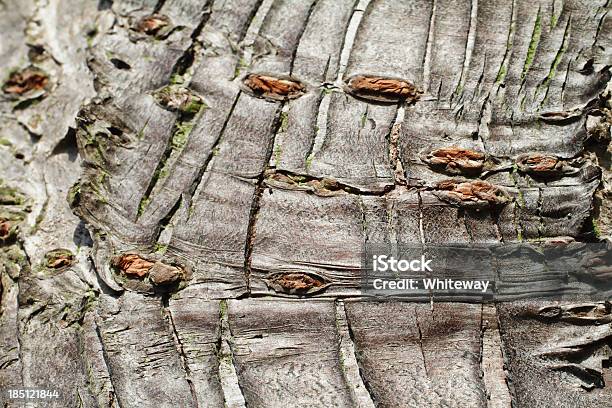 Cherry Tree Bark Textured Grey Background Stock Photo - Download Image Now - Abstract, Backgrounds, Cherry