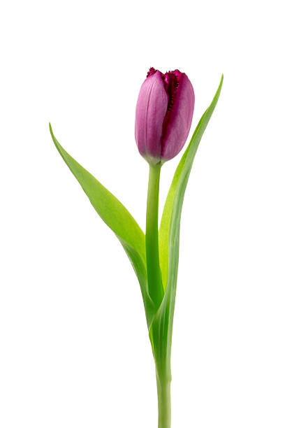 tulipe - single flower flower isolated tulip photos et images de collection