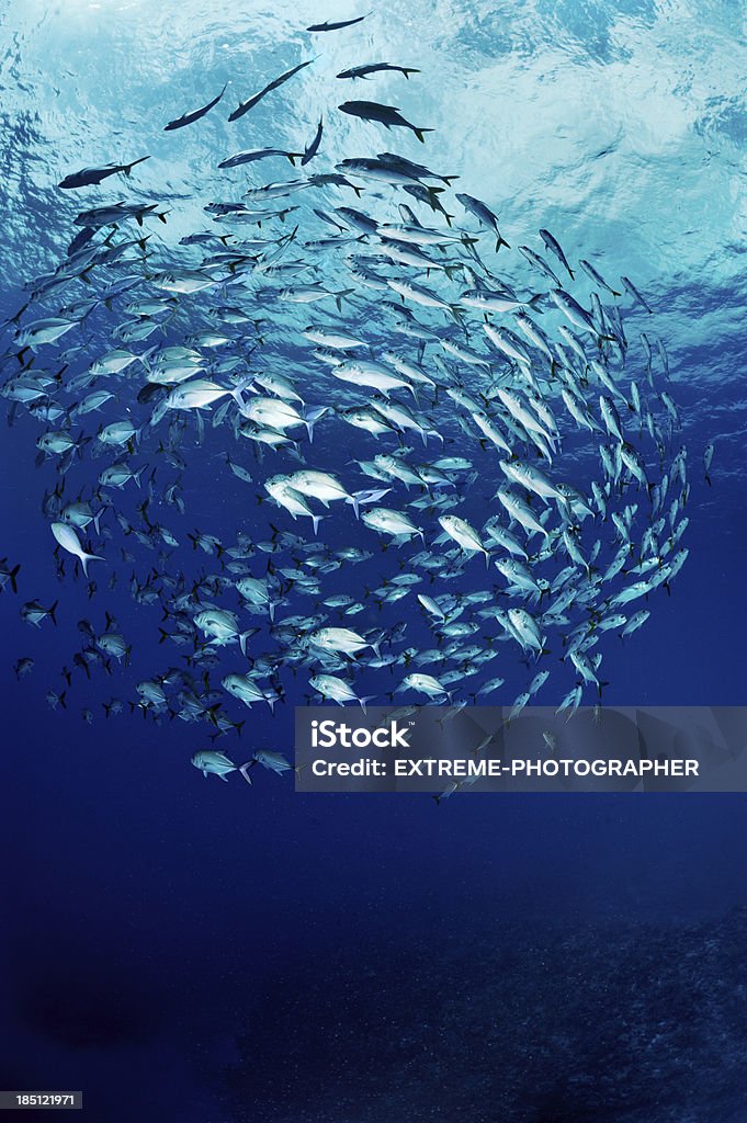 Schwimmen im Kreisen - Lizenzfrei Fischschwarm Stock-Foto