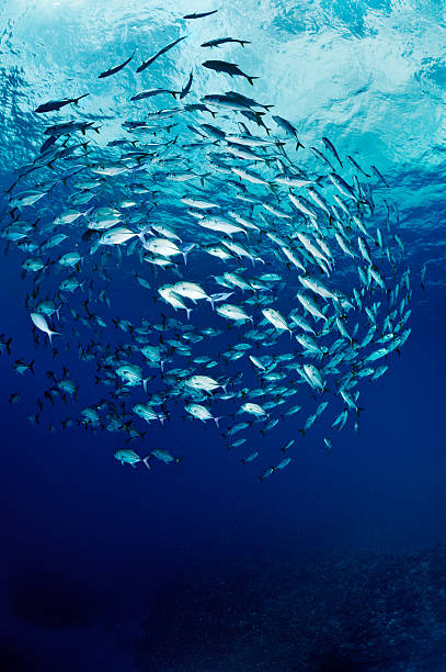 Swimming in circles School of fishes swimming in the sea. school of fish stock pictures, royalty-free photos & images