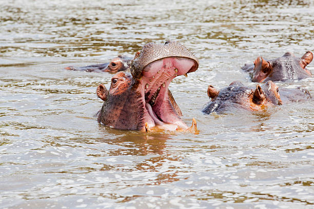 hippopotames en eau sous le soleil d'afrique-bâiller - animal hippopotamus africa yawning photos et images de collection