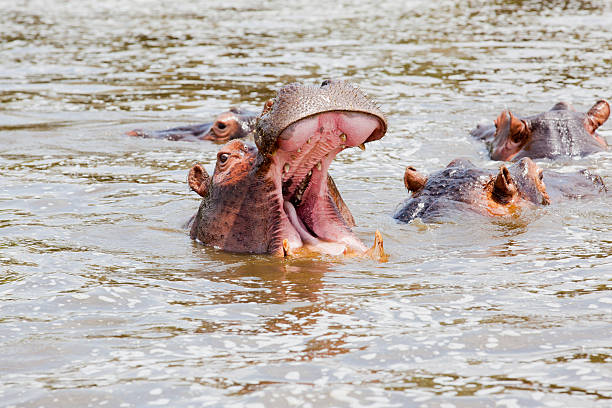 ippopotami in acqua sotto il sole africano-sbadigliare - animal hippopotamus africa yawning foto e immagini stock