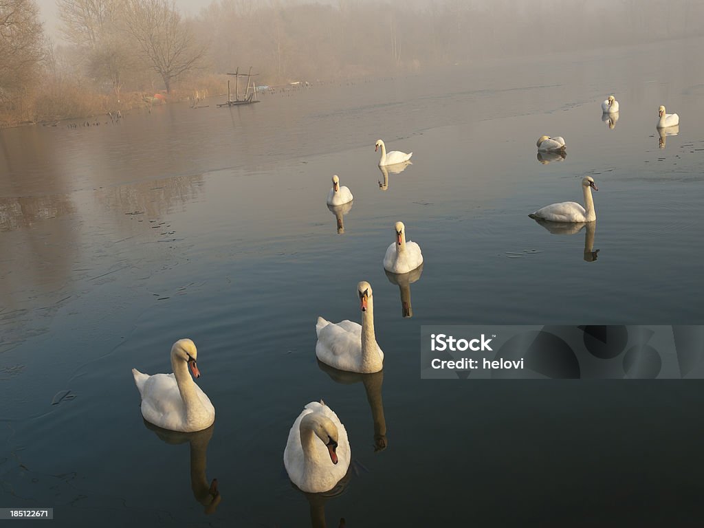 Swans no Inverno - Royalty-free Cisne Foto de stock