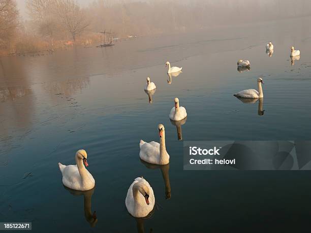 Swans No Inverno - Fotografias de stock e mais imagens de Cisne - Cisne, Fila - Arranjo, Animal