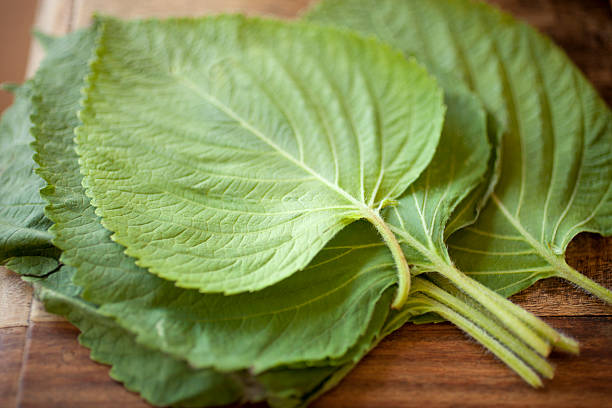 shiso stock photo