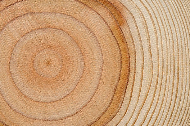 textura de fondo de árbol de anillos - wooden pattern fotografías e imágenes de stock